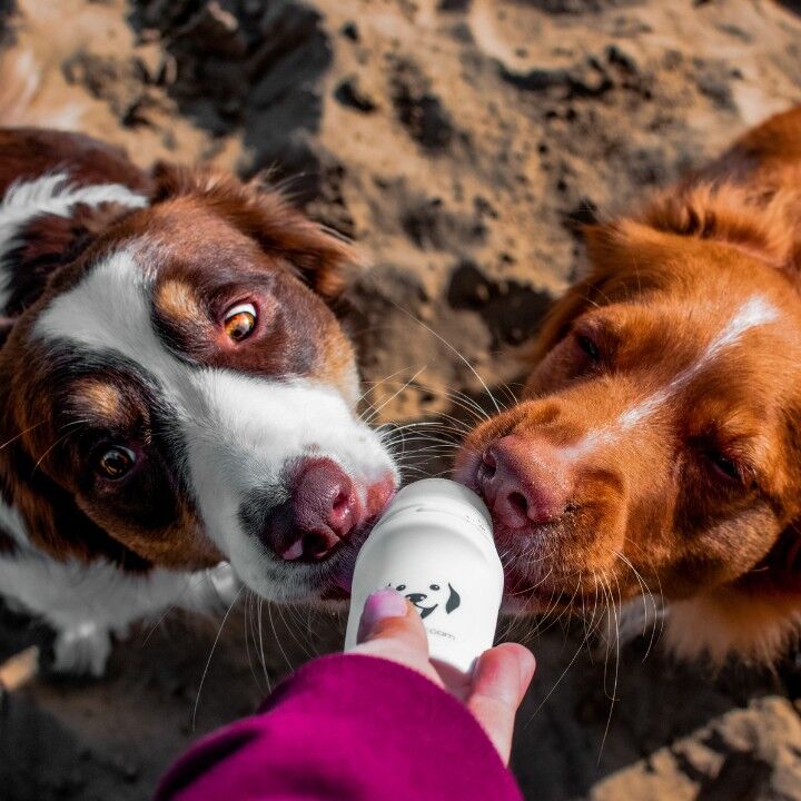 Doggyroller - distributeur de récompenses liquides