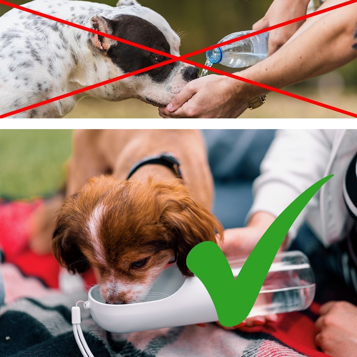 Gourde pour chien 350ml