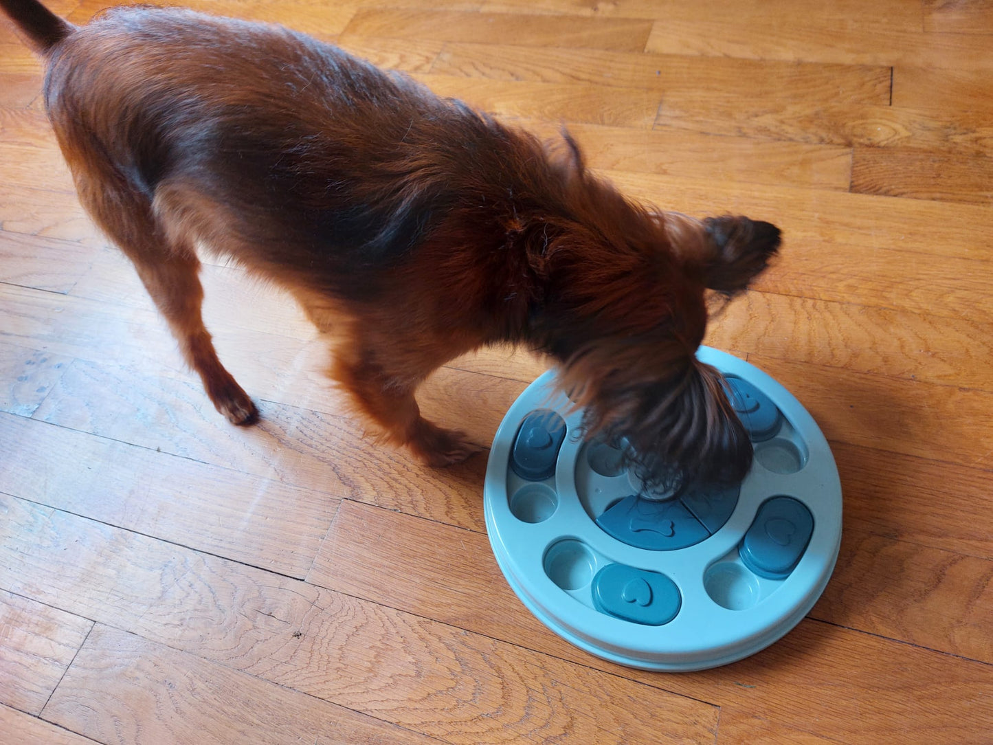 Puzzle pour chien