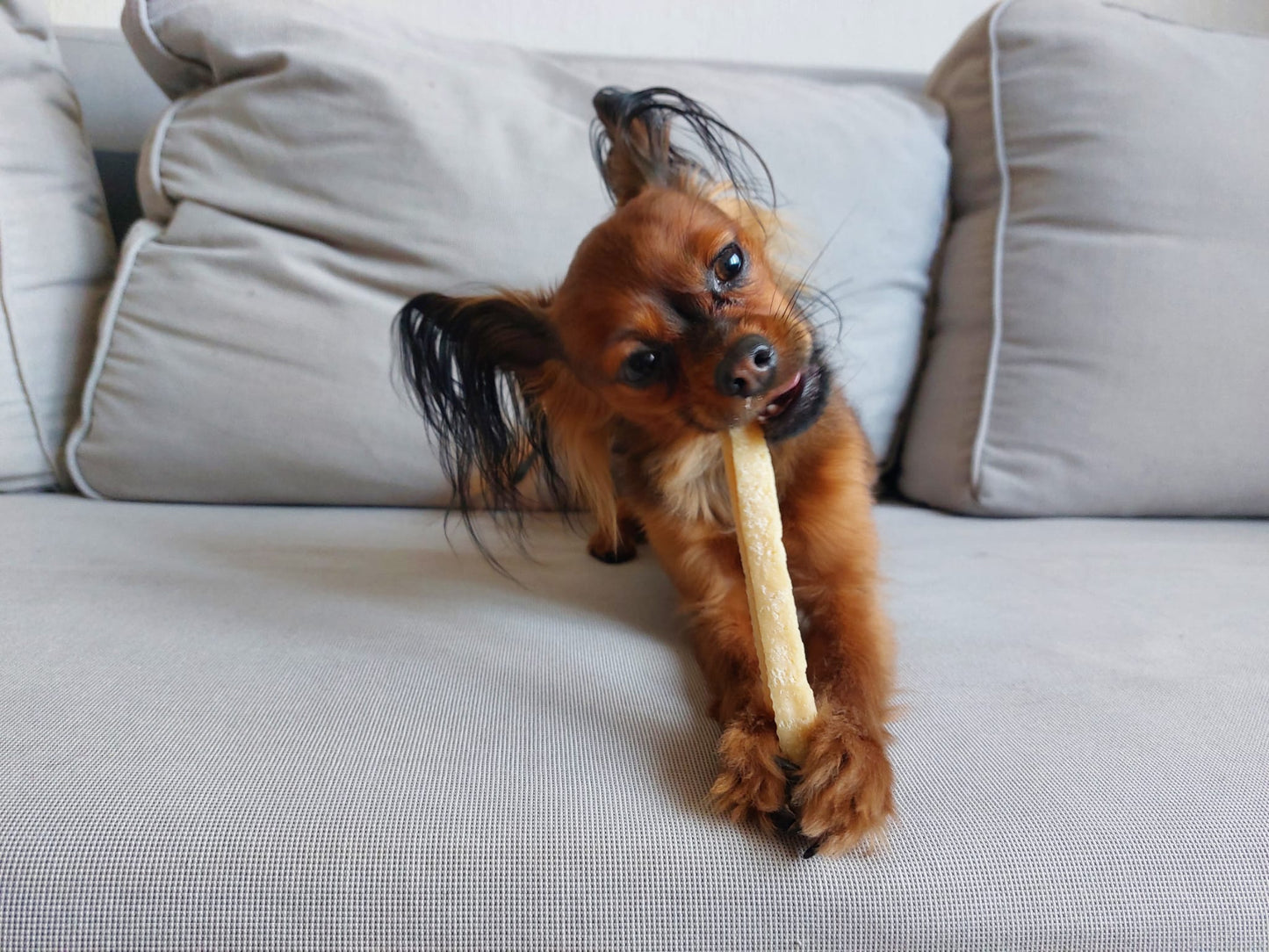 Bâtonnet(s) de fromage à mâcher 100% naturel pour chien