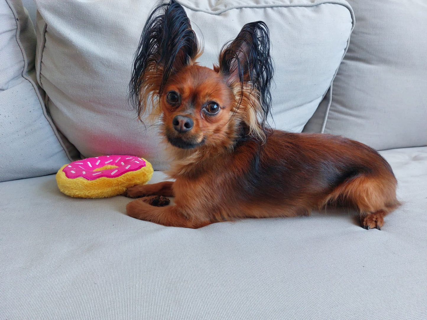 Jouet pour chien - Donut Strawberry