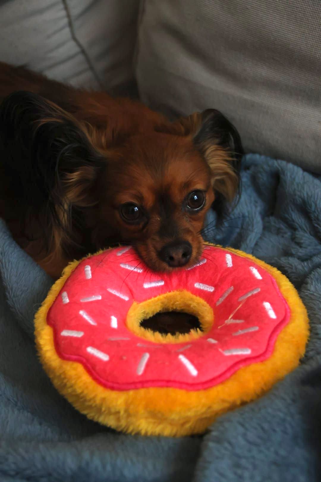 Jouet pour chien - Donut Strawberry
