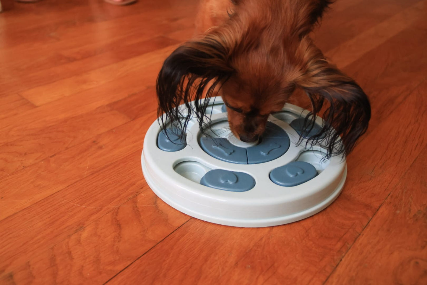 Puzzle pour chien