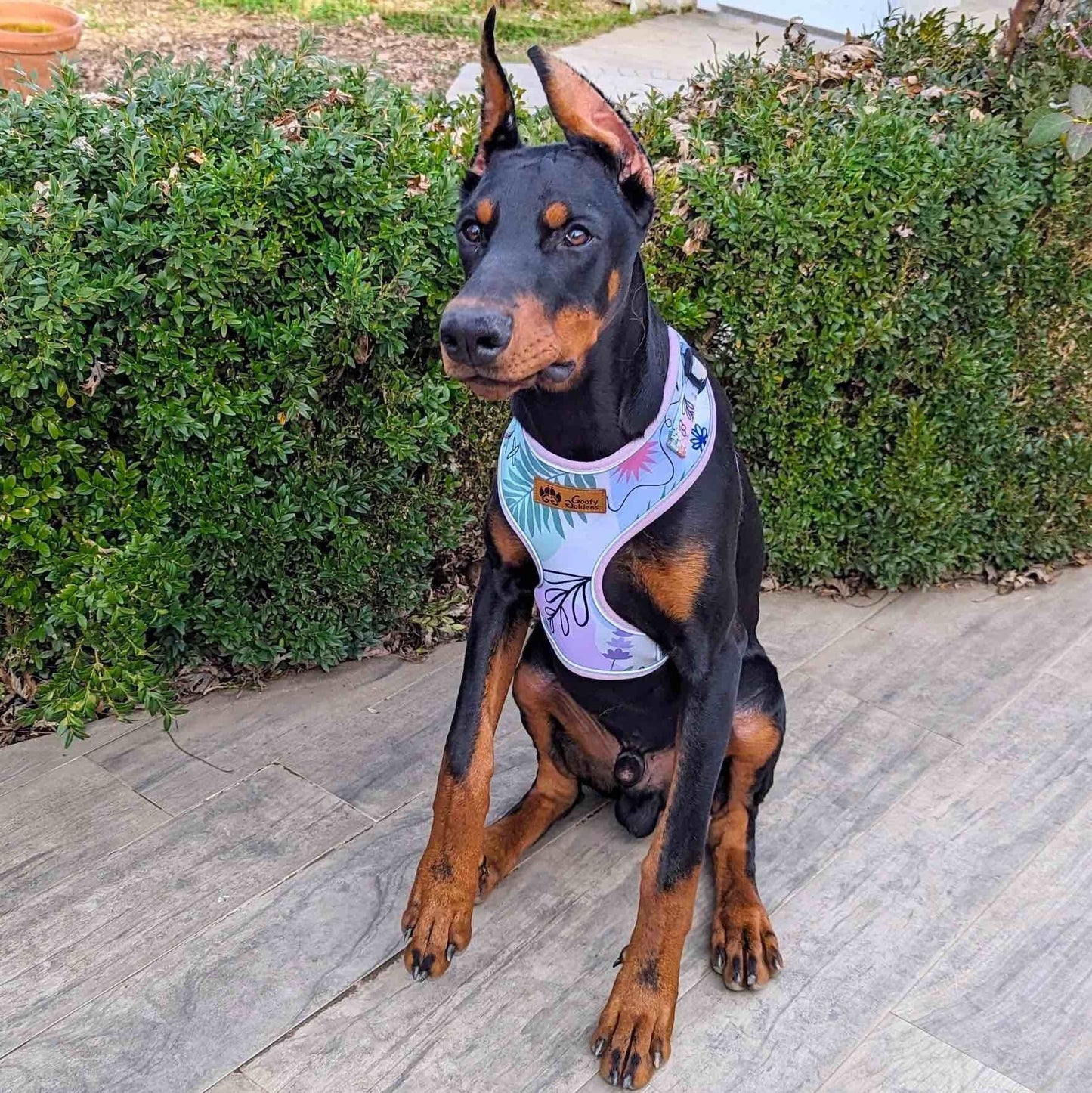 Harnais pour chien Pastel