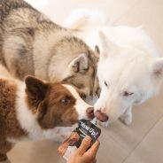 Yaourt à boire pour chien - Prébiotiques naturels - Yow Up !