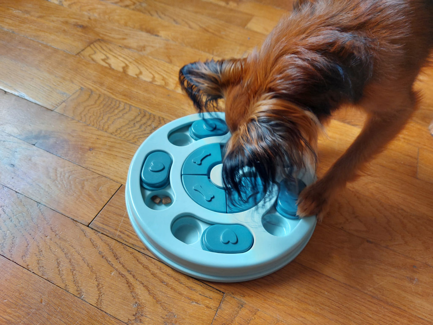 Puzzle pour chien